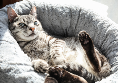 Dlaczego koty mruczą i jak rozumieć manifestacje głosowe?