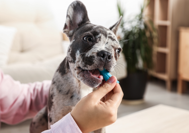 Higiena psa i zębów, czyli jak zadbać o zdrowe zęby naszego pupila