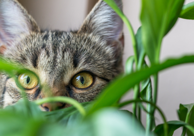 Shanta i jej wpływ na koty