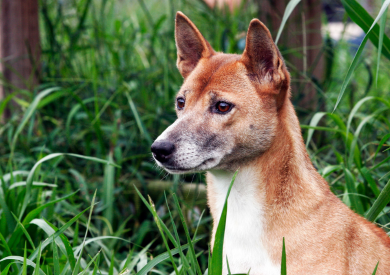 Najrzadsze rasy psów na świecie