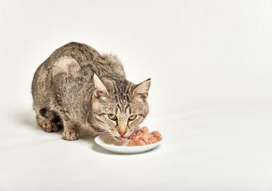 Koty i mięso: co jest dla nich najlepsze pod względem odżywczym?