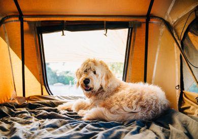 Jak przygotować się na wakacje z psem?