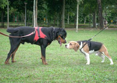 Jak socjalizować psa: Praktyczne rady dotyczące dogadywania się z innymi psami