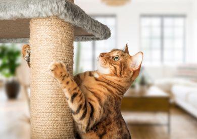 Jak wybrać drapak dla kota?