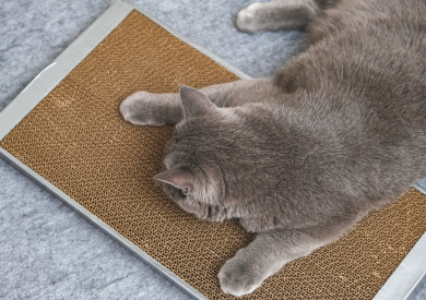 Jak zrobić drapak dla kota w domu