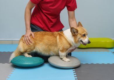 Rehabilitacja psów: rodzaje i ich zalety