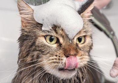 Czy mogę myć kota ludzkim szamponem?