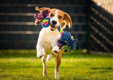 Jak wybrać odpowiedni wybieg dla swojego psa