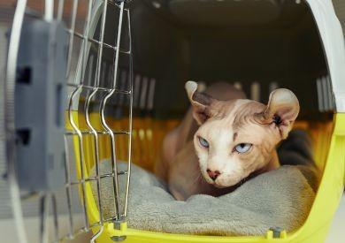 Jak powinna wyglądać odpowiednia klatka dla kota?