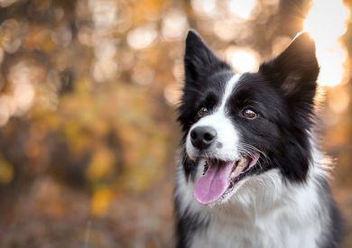 Jakie rasy psów są najmądrzejsze na świecie?