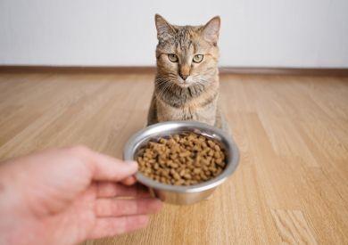 Jak obliczyć dawkę pokarmową dla kota