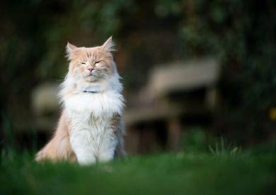 Dlaczego warto używać GPS dla kota?