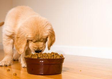 Jaka jest prawidłowa dawka krokietów dla psa?