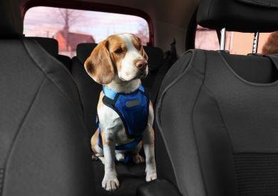 Kiedy zacząć używać fotelik samochodowy dla psa?