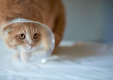 Kastrować czy nie kastrować kota? Zalety i wady kastracji