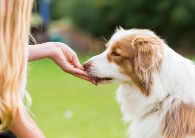 Dlaczego ważne jest stosowanie smakołyków w życiu psa?