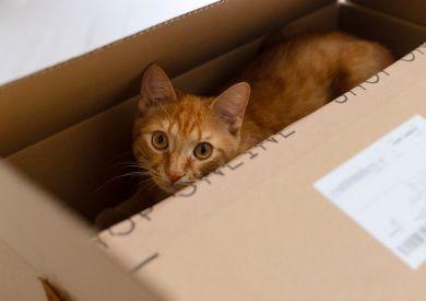 Dlaczego koty uwielbiają pudełka?