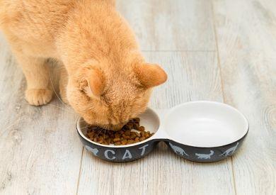 Jak przejść na nową dietę - Wskazówki dotyczące płynnego przejścia z jednej karmy na drugą