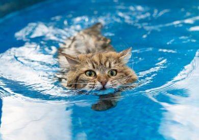 Koty i ich związek z wodą: Dlaczego niektóre koty uwielbiają kąpiele, a inne ich nienawidzą?