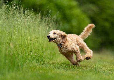 „WIOSNA JEST Z MOIM PSEM” czyli jak rozwiązać problem z sukami w rui?