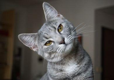 Czego koty nie powinny jeść: lista niebezpiecznych produktów