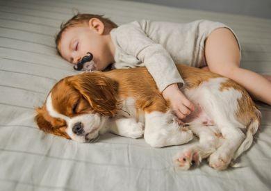 Jak przygotować psa na przybycie dziecka