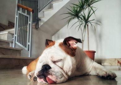 Pies w mieszkaniu vs. Pies w ogrodzie – co jest dla niego lepsze?