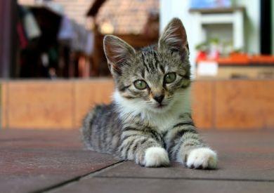 Wiosna i kocięta – Jak opiekować się kociętami kotów wychodzących?