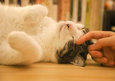 Mruczenie kota: Jak wygląda i na co się przygotować