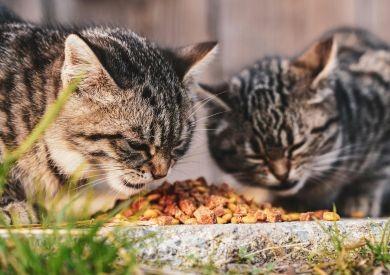 Niebezpieczne pokarmy dla kotów – czego nigdy nie powinny jeść?
