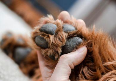 Jak leczyć drożdżycę lub podrażnienie łap psa