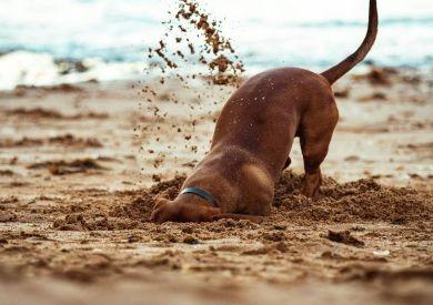 Jak przygotować się na wakacje z psem?