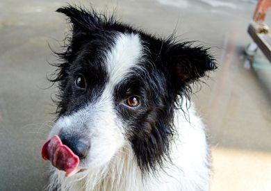 Jak rozumieć mowę ciała psa: Co on tak naprawdę próbuje nam powiedzieć?