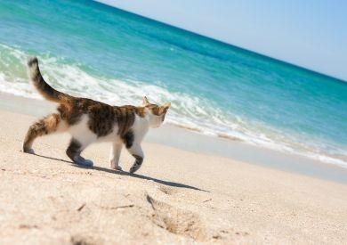 Jak przygotować kota na gorące letnie dni: koty domowe i wychodzące