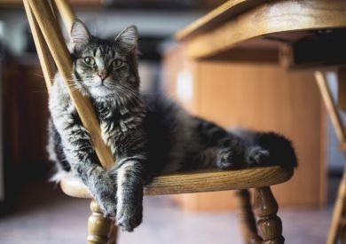 Jak przygotować kota do opieki podczas wyjazdu na wakacje?