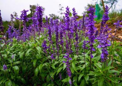 Do czego służą „składniki funkcjonalne” w naturalnych granulkach IBERO?