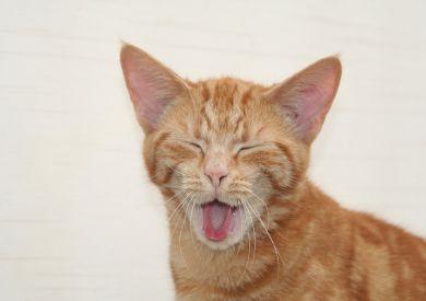 Mity na temat diety kotów: Jakie są najpopularniejsze i dlaczego nie warto w nie wierzyć?