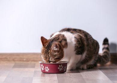 Wysokiej jakości sucha karma dla kotów dla zdrowia, witalności i wspaniałego smaku? Ibero naturalna!