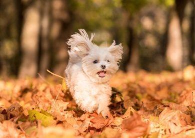 Jesienna profilaktyka dla zdrowia psa