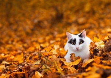 Jesienna profilaktyka dla zdrowia kota