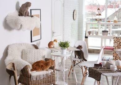 Kawiarnie z kotami – trend, który narodził się w Azji i rozprzestrzenił na cały świat?