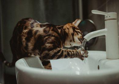 Dlaczego koty często piją z kranu lub muszli klozetowej, a nie z miski?