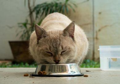 Dlaczego koty wolą częstsze małe porcje zamiast jednej dużej?