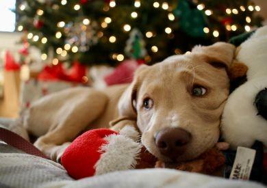 Inspiracje świąteczne dla Twoich czworonożnych przyjaciół: co podarować im pod choinkę?