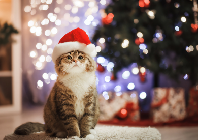 Świąteczne inspiracje dla kotów: zaskocz swojego pupila prezentem, który pokocha