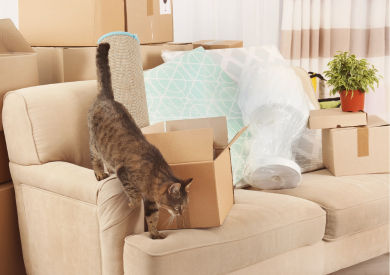 Przeprowadzka kota do nowego domu: co robić, a czego unikać