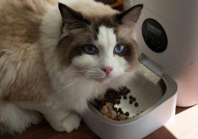 Alergie pokarmowe u kotów: jak je rozpoznać i co z nimi zrobić