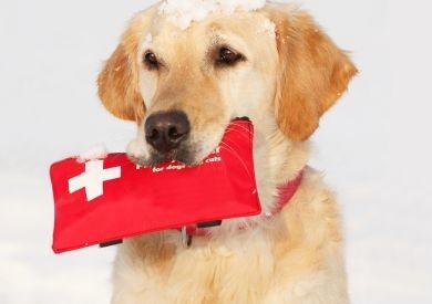 Pierwsza pomoc dla psów: jak krok po kroku radzić sobie w sytuacjach awaryjnych