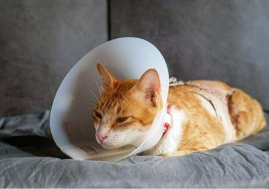 Pierwsza pomoc dla kotów: jak krok po kroku radzić sobie w sytuacjach awaryjnych