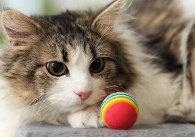 Kocie szaleństwa: Dlaczego Twój kot nagle szaleje i biega po mieszkaniu